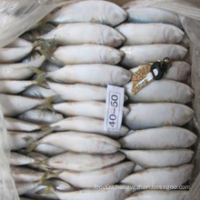 Frozen Seafood Importers / Exporters For Pacific Mackerel Fish Market Sale